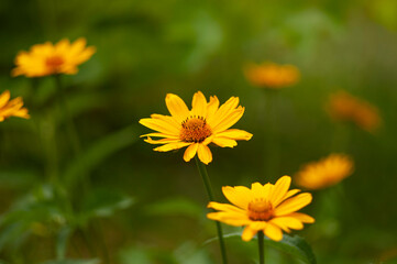 Fototapeta premium spring yellow flowers on green blurred background