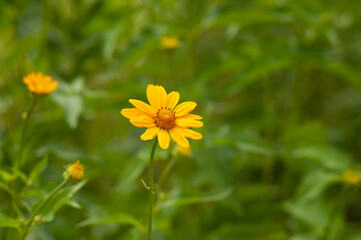 spring yellow flowers on green blurred background