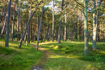 Obraz premium Im Nadelwald mit Fichten im Sommer.