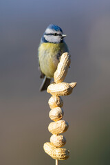 herrerillo común (Cyanistes caeruleus) comiendo cacauetes