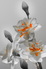white daffodils on a gray background, orange petals, studio shot.