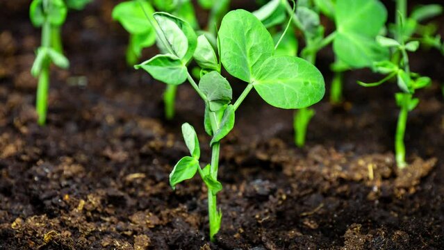 Pea Sprouts Grows Fast in Time Lapse Video. Microgreens Seedlings in Pot. Germination Newborn Pea Plant in Greenhouse. Vegan Food and Restaurant Dish Decoration