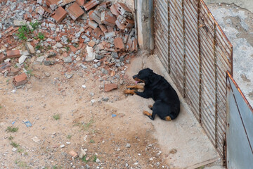 Dog lying next to the gate of a house with land of construction rubble.