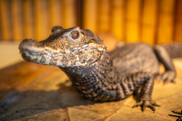 Crocodilles in the crocodille zoo in Prague, Czech Republic 