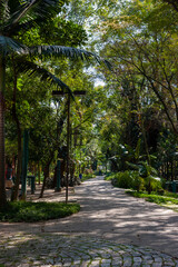 Obraz premium LAND PATH IN THE FOREST