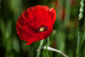 Poppy flower or papaver roy poppy with light