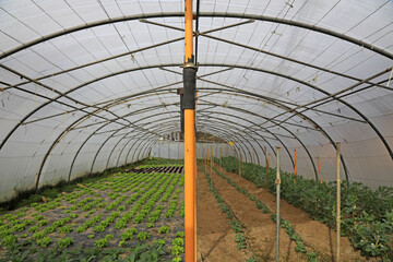 invernadero agricultura interior plástico país vasco euskadi 4M0A2039-as22