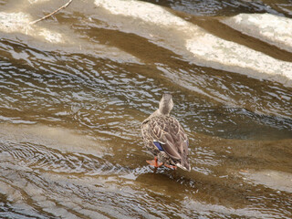 Fototapeta premium カルガモの後ろ姿