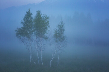 Obraz na płótnie Canvas Birch in morning fog at sunrise