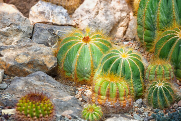 Blossoming Parodia cactuses close up