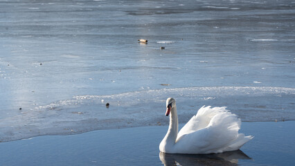 Naklejka premium Waterside swan