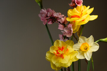 yellow and pink flowers on a dark gray background, spring bouquet, studio shot.
