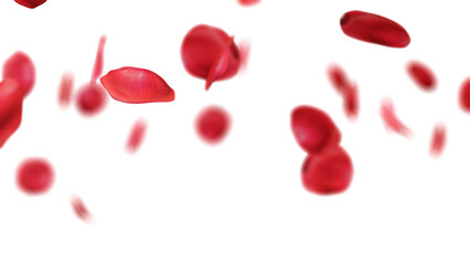 rose petals falling on white background.