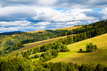 grassy hills covered with trees on a warm spring day blue sky with clouds. spring nature scenario.