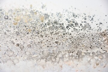 Close-up of damp, polluted, moldy walls in spring