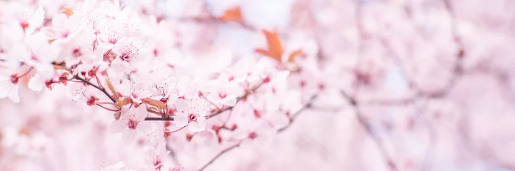 Fleecedeken met foto Kersenbloesem Blooming cherry tree blooms in spring. delicate pink white flowers bathe in sunlight. April weather. wide composition, internet spring banner.  © robertuzhbt89