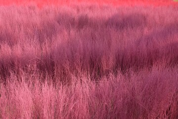 dry red meadow texture background