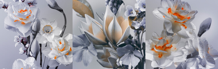 daffodils and tulips with light buds, gray-blue and orange colors, tribtych.