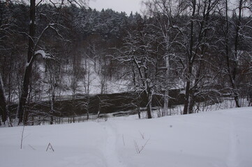 Winter forest in Podolsk