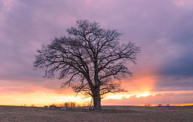 Beautiful view of large lonely burr oak tree at sunset in Lithuania