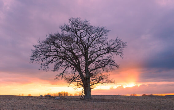 beautiful oak tree photography