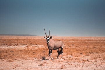 oryx