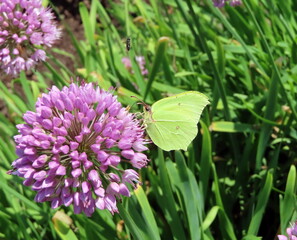 yellow butterfly on a flower