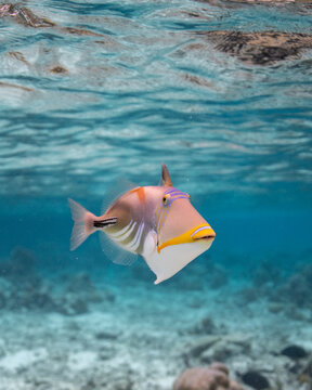Baliste Picasso clair, Rhinecanthus aculeatus. Poisson des mers indo-Pacifique. Epine dorsale relev&eacute;e