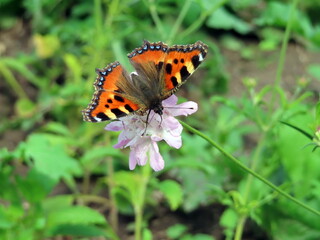 butterfly on flower