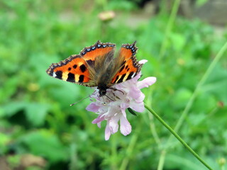 butterfly on flower