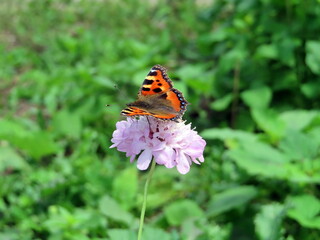 butterfly on flower