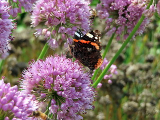 butterfly on flower