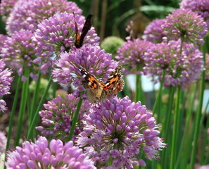 butterfly on flower