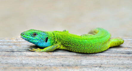 Green and blue male lizard closeup