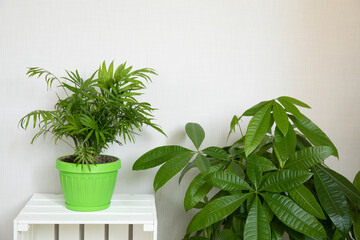 Chamaedorea palm and pachira houseplant in home interior