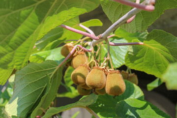 Kiwi fruit on the tree © Maja