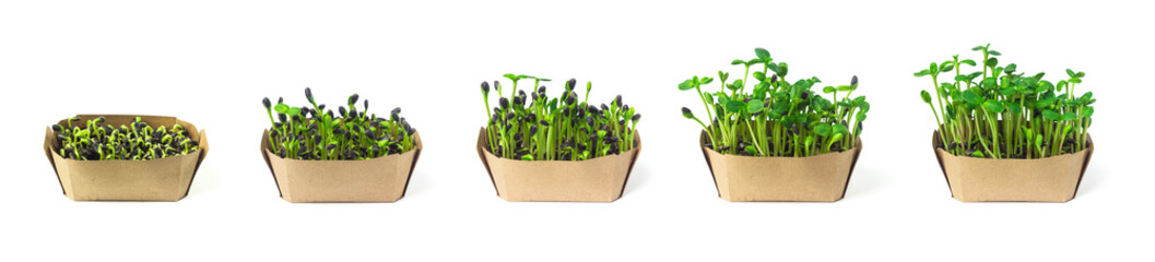 The process of sprouting sunflower microgreens from seeds to young shoots. Set of photos of sunflower greens in craft paper box isolated on white background. Microgreen growth stages. 