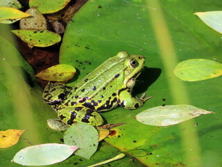 frog in the pond