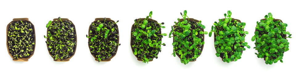 The process of sprouting sunflower microgreens from seeds to young shoots top view. Set of photos...