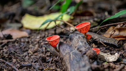 red poppy mushroom in the grass