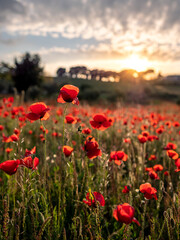Amapolas al atardecer
Landscape
poppies