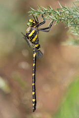 Libelula tigre
Dragonfly
Cordulegaster boltonii