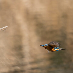 great crested grebe