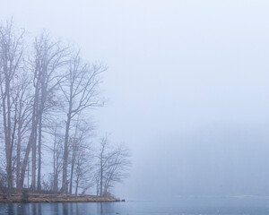 trees in fog