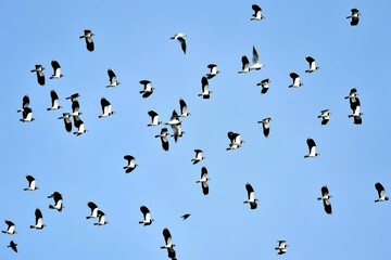 Ein Schwarm Kiebitze (Vanellus vanellus) im Flug.