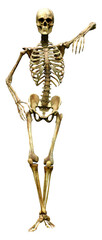 3D Rendering Human Skeleton on White