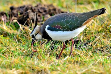 Kiebitz (Vanellus vanellus) hat einen Regenwurm erbeutet.
