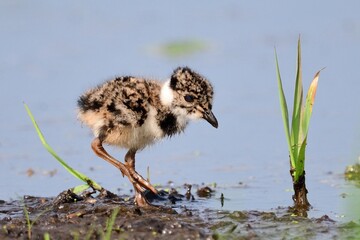 Junger Kiebitz (Vanellus vanellus) in der ersten Lebenstagen sucht selbständig Nahrung.