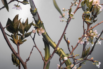 spring branches and stems with flowers and buds on a gray background, botanical composition, studio shot.