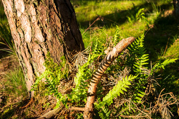 Im Nadelwald mit Fichten im Sommer.